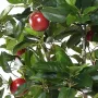 POMMIER artificiel large 250 cm en pot - fruit