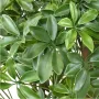 SCHEFFLERA artificiel BUISSON  90 et 110 cm uv - détails feuilles