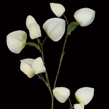 PHYSALIS artificiel 96 cm crème - lanterne