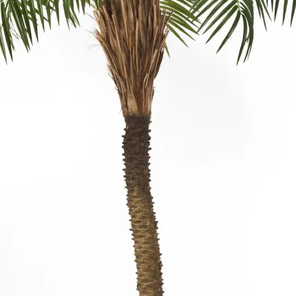 PHOENIX artificiel PALM TREE  225 à 280 cm - tronc