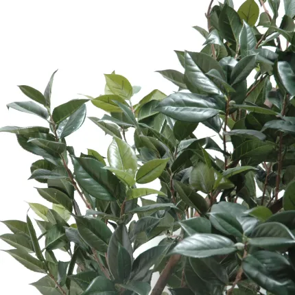 ARBRE CAMELIA DU JAPON artificiel (CAMELIA JAPONICA ) 300 cm - feuilles