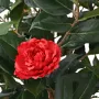 CAMELIA artificiel JAPONICA double 160 cm rouge - fleurs détails