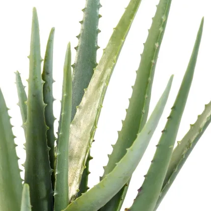ALOEVERA artificiel 48 cm - feuilles