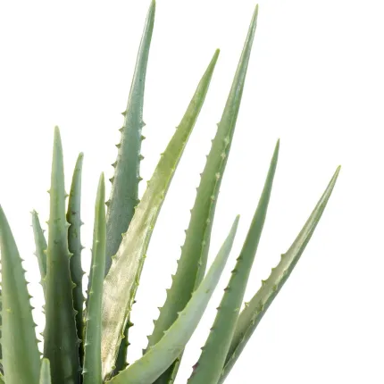 ALOEVERA artificiel 48 cm - pointes