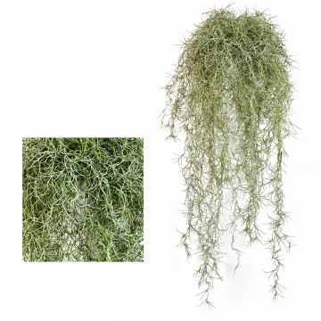 TILLANDSIA artificiel vert  80 cm