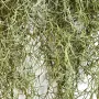 TILLANDSIA artificiel vert clair 80 cm - détails