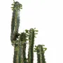 CACTUS artificiel finger 150 cm avec feuilles - sommet