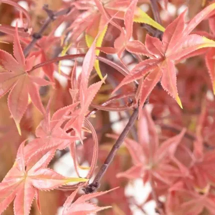 ERABLE artificiel plast (Aralia) 270 cm vert rouge - feuilles