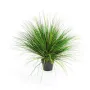 onion grass  60 cm