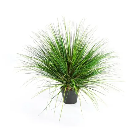 onion grass  60 cm