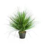 onion grass  50 cm