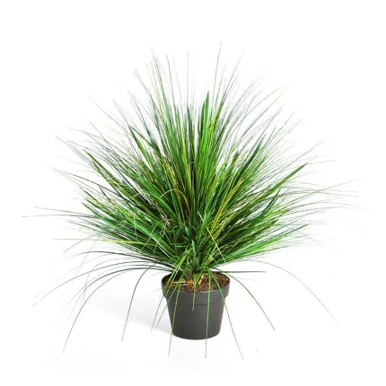 onion grass  50 cm