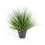 onion grass  70 cm