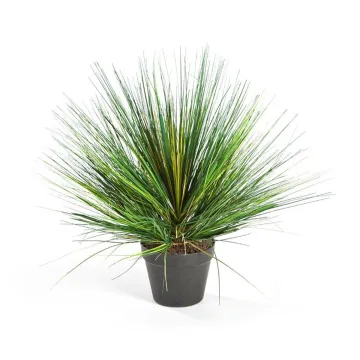 onion grass  70 cm