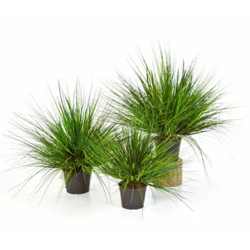 onion grass  50 à 70 cm