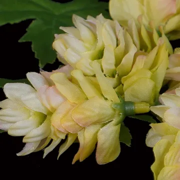 boite 29 fleurs ou cône de houblon - détails