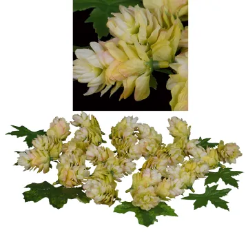 boite 29 fleurs ou cône de houblon