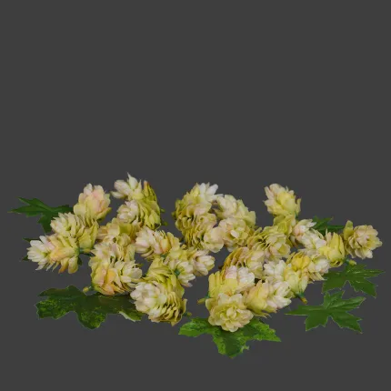 boite 29 fleurs ou cône de houblon