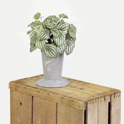 WATER MELON Peperomia artificiel  30 cm dans un pot
