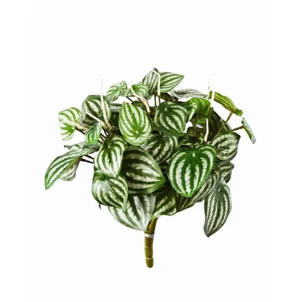 WATER MELON Peperomia artificiel  30 cm