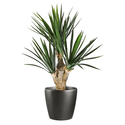 YUCCA artificiel BABY 68 cm dans un pot de présentation