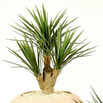 YUCCA artificiel BABY 68 cm - dans une jarre
