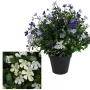 Saponaire artificielle en fleur 40 cm en pot