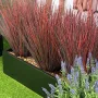3 Graminées artificielles coloris rouge mises en jardinière