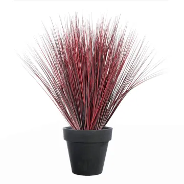 onion grass  90 cm rouge en pot