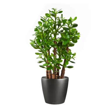 CRASSULA artificiel OVATA 60 cm en pot