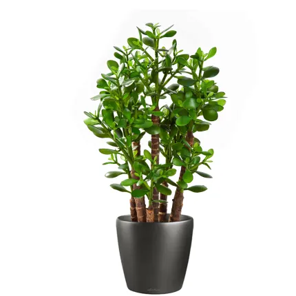 CRASSULA artificiel OVATA 60 cm en pot