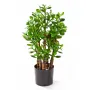CRASSULA artificiel OVATA 60 cm