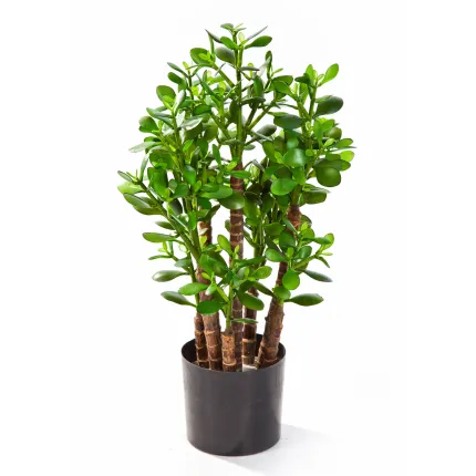 CRASSULA artificiel OVATA 60 cm