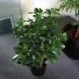 CRASSULA artificiel OVATA 60 cm dans accueil