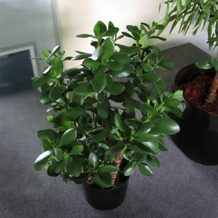 CRASSULA artificiel OVATA 60 cm dans accueil