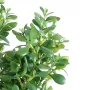 CRASSULA artificiel OVATA 60 cm - feuilles