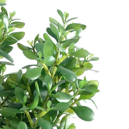 CRASSULA artificiel OVATA 60 cm - feuilles