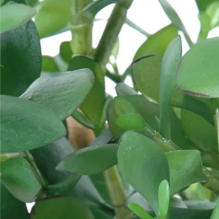 CRASSULA artificiel OVATA 60 cm - feuilles