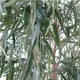 SAULE artificiel 240 cm - feuillage