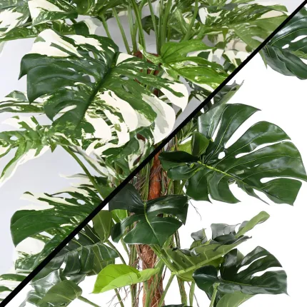 PHILODENDRON artificiel tuteur coco 160 cm - 2 couleurs
