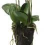 Motte et feuillage de composition Phalaenopsis artificielle -ORCHIDEE 80 cm