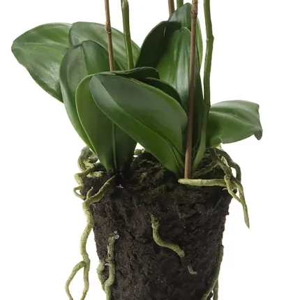Motte et feuillage de composition Phalaenopsis artificielle -ORCHIDEE 80 cm