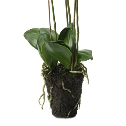 composition Phalaenopsis artificielle -ORCHIDEE 80 cm - Motte et feuillage