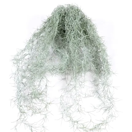 TILLANDSIA artificiel (MOUSSE ESPAGNOLE) 60 cm dans un pot