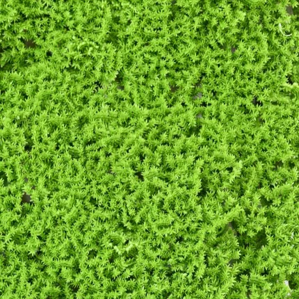 Plaque de mousse SPHAIGNE artificielle vert clair 50 cm x 50 cm - détails brins