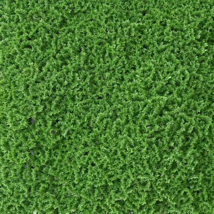 Plaque de mousse SPHAIGNE artificielle vert foncé 50 cm x 50 cm - détails brins