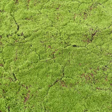 Plaque de mousse artificielle des bois 100cm x 100cm