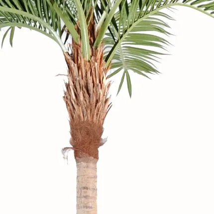 tête PALMIER artificiel Coconut courbe new 270 à 700 cm