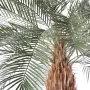 palmier PHOENIX artificiel plast tronc large  280 ou 340 cm - tête
