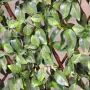 Palissade charme artificiel 2 m x 1 m modulable - feuille